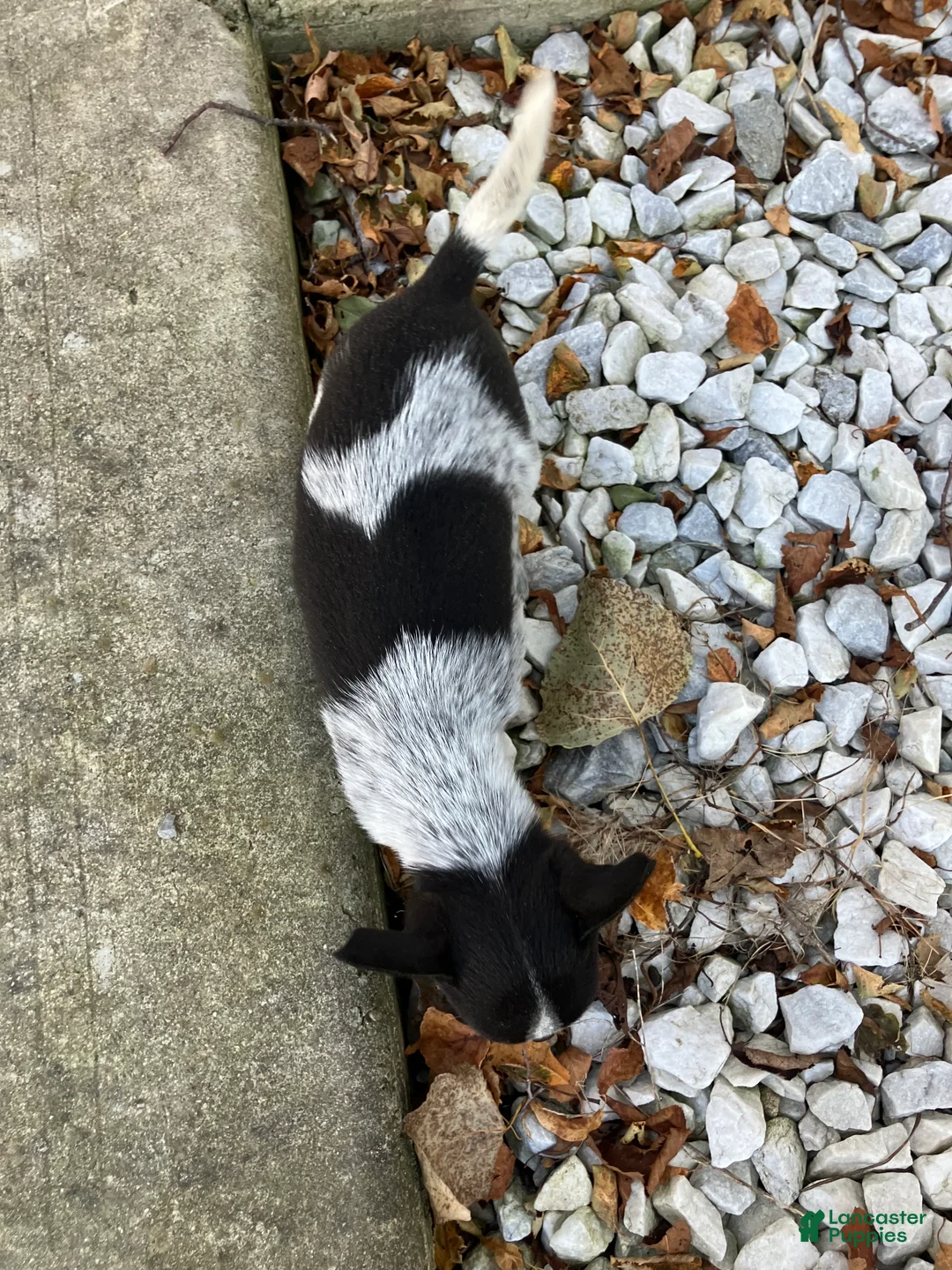 Chihuahua dogs for sale: Lizzy - Ad 6
