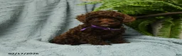Toy Poodle dogs for sale: Gracie - Ad 1