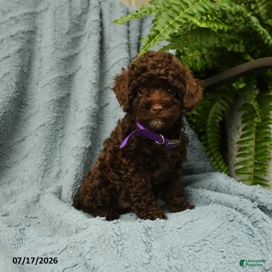 Toy Poodle dogs for sale: Gracie - Ad 1