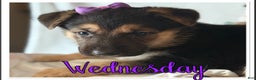 German Shepherd dogs for sale: German Shepherd Puppy 8 - Ad 1