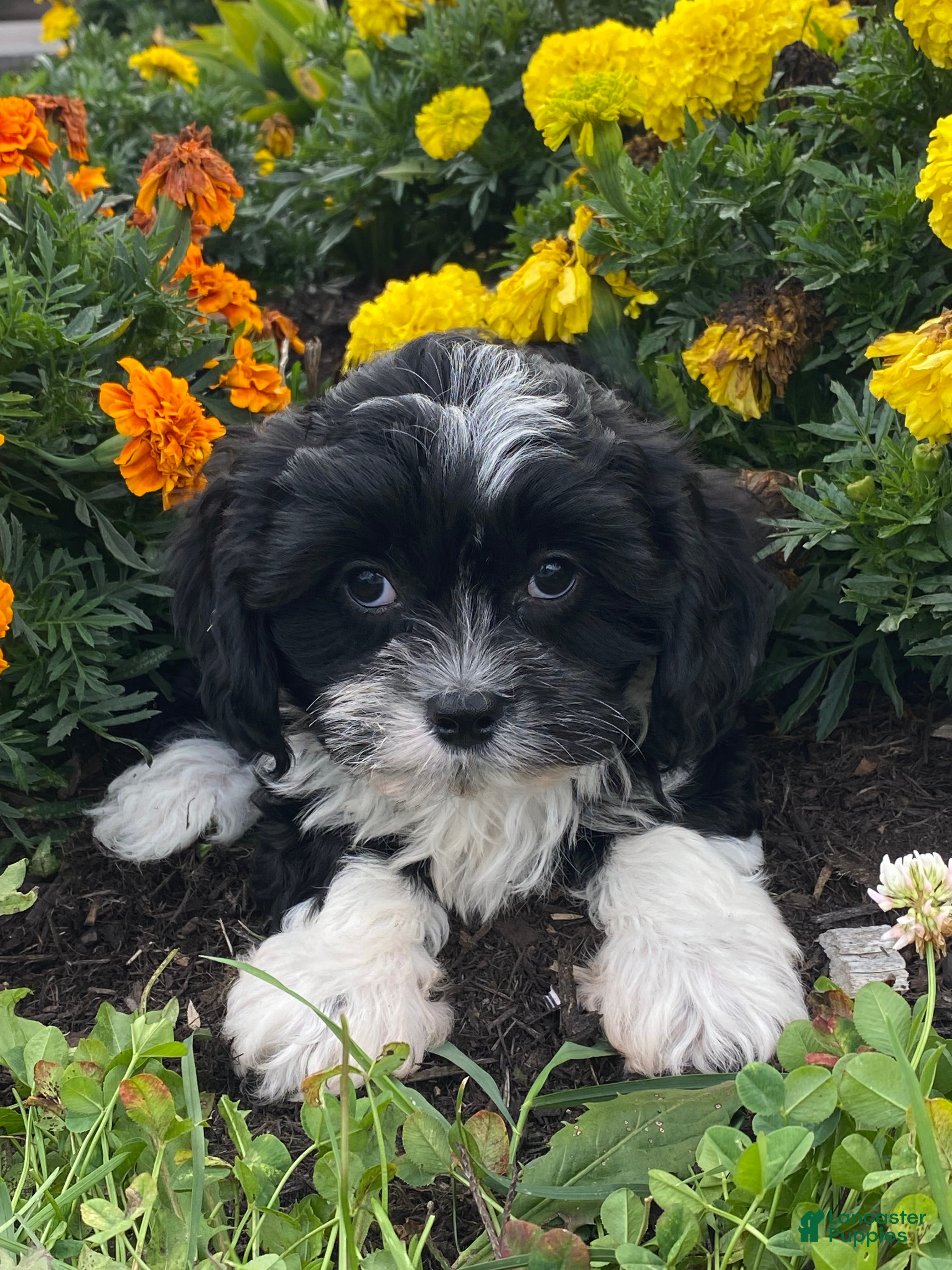 Mixed Breed dogs Lenny  - Ad 10