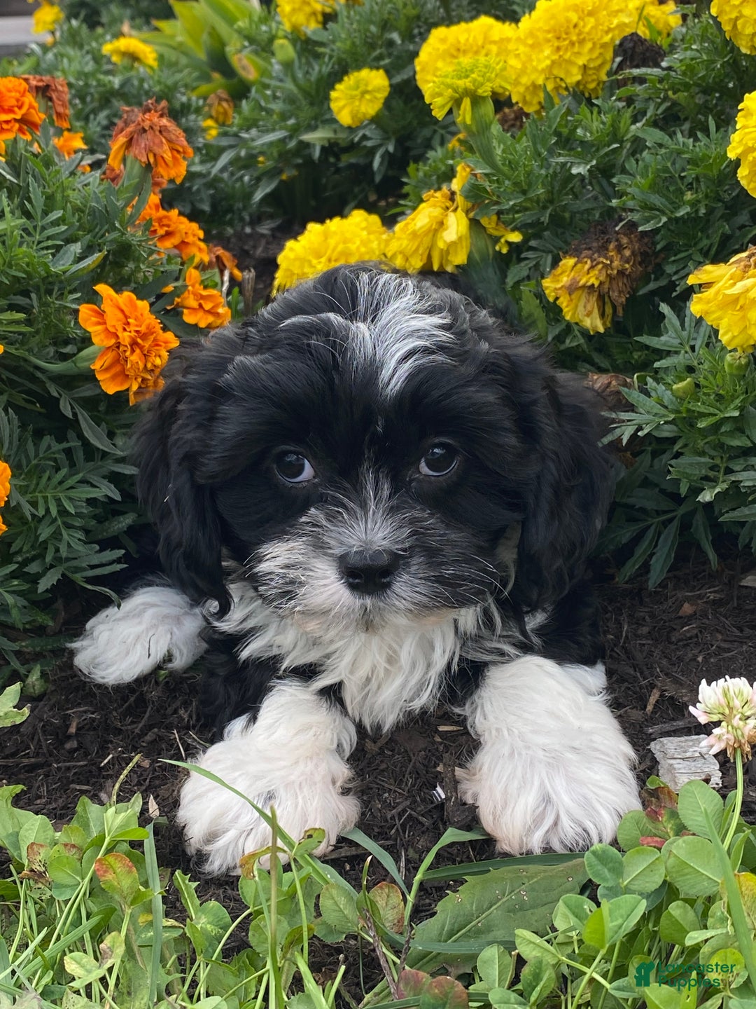 Mixed Breed dogs for sale: Lenny  - Ad 1