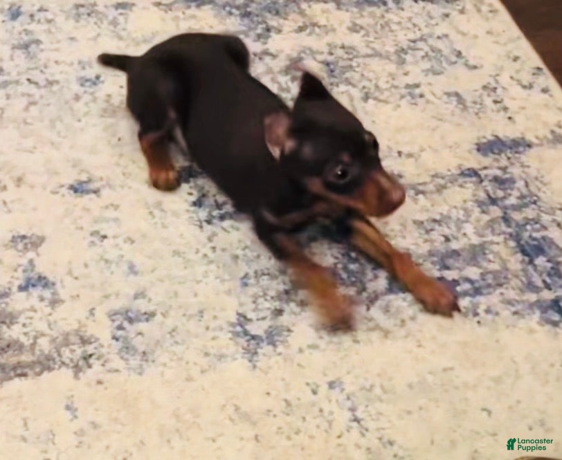 Miniature Pinscher dogs Miniature Pinscher Puppy 1 - Ad 14