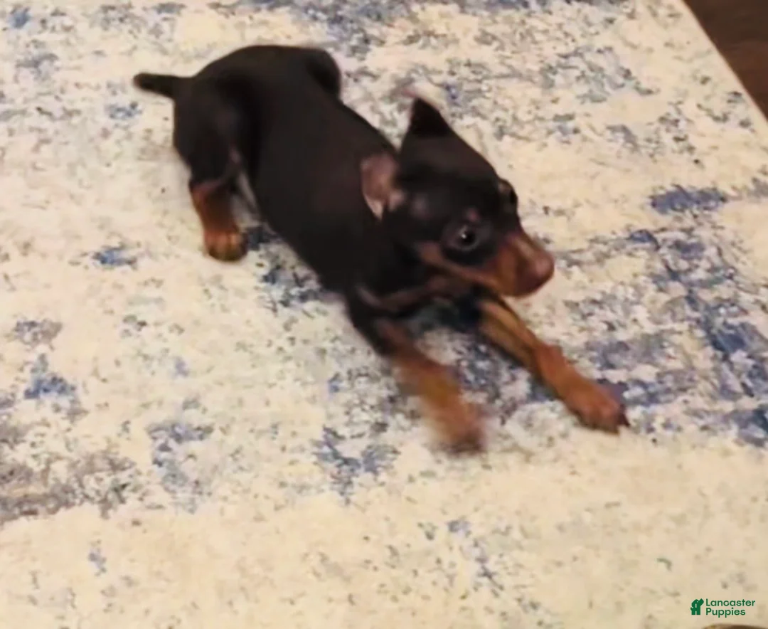 Miniature Pinscher dogs for sale: Miniature Pinscher Puppy 1 - Ad 1