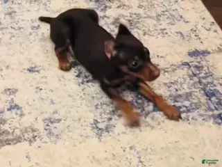 Miniature Pinscher dogs Miniature Pinscher Puppy 1 - Ad 14