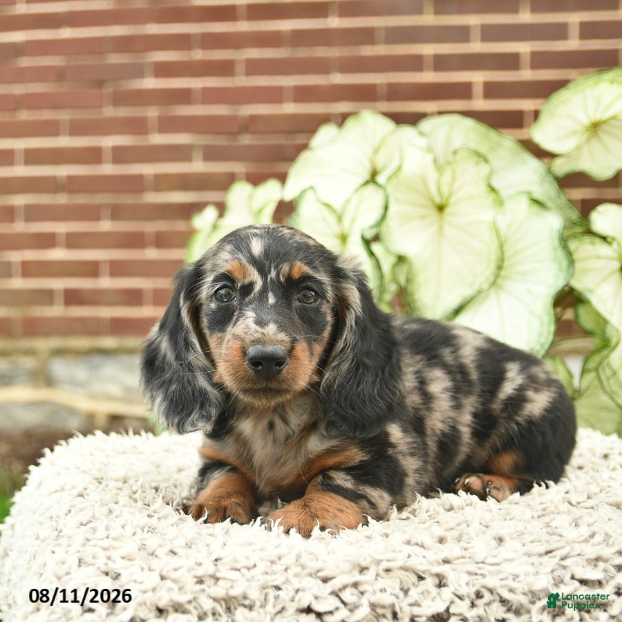 Miniature Dachshund dogs Cassie   - Ad 1