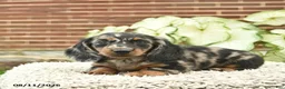 Miniature Dachshund dogs for sale: Cassie   - Ad 1