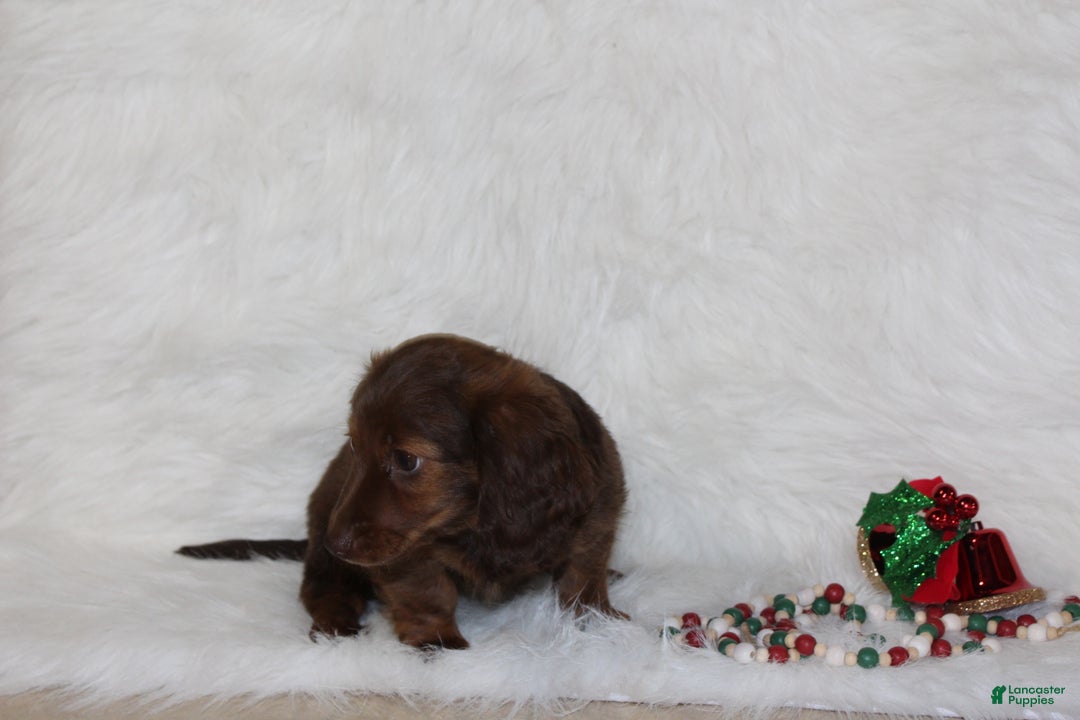 Miniature Dachshund dogs for sale: Holly - Ad 7