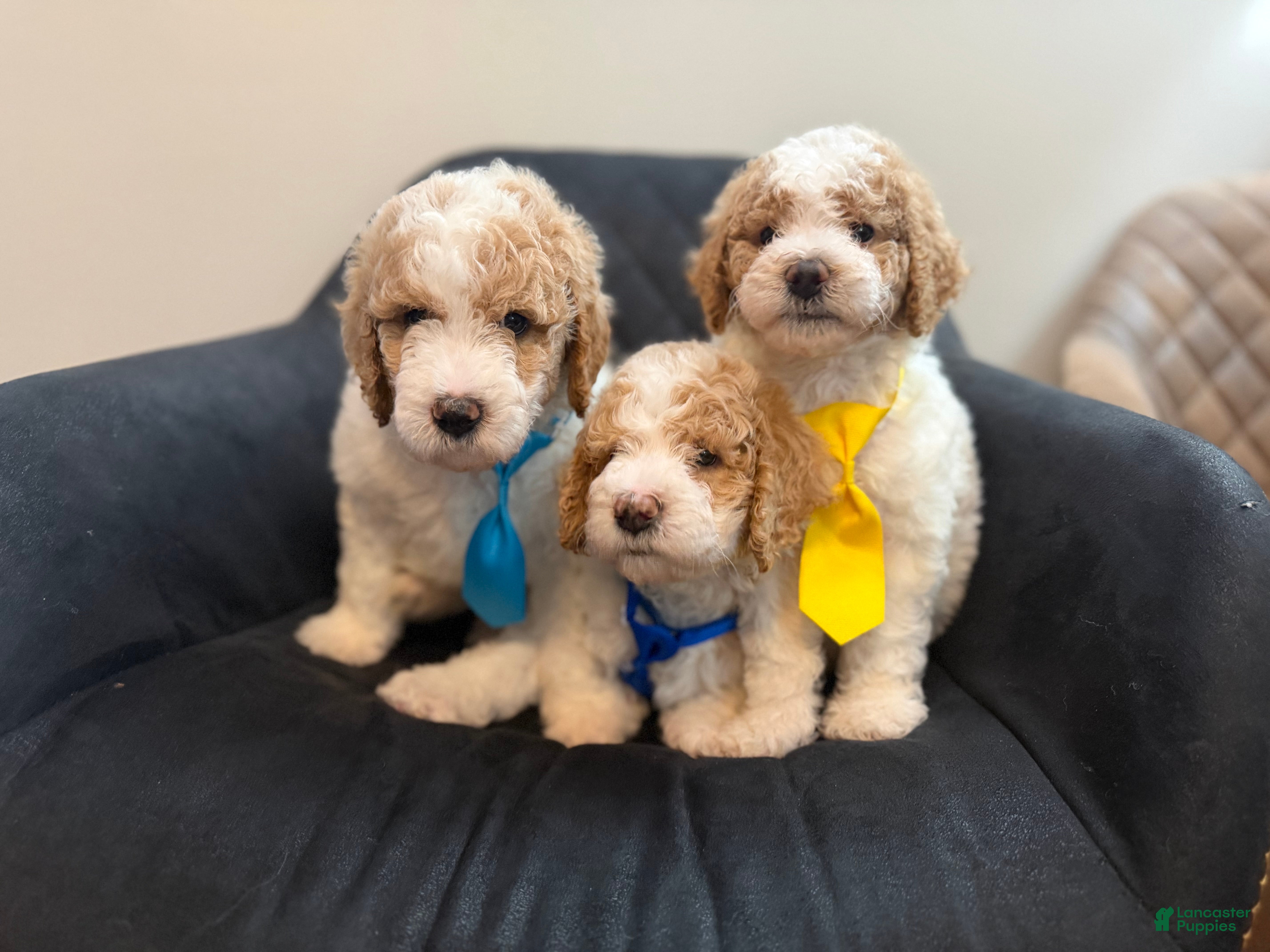 Standard Poodle dogs France - Ad 2