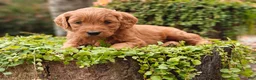 Goldendoodle dogs for sale: Cinnamon - Ad 7