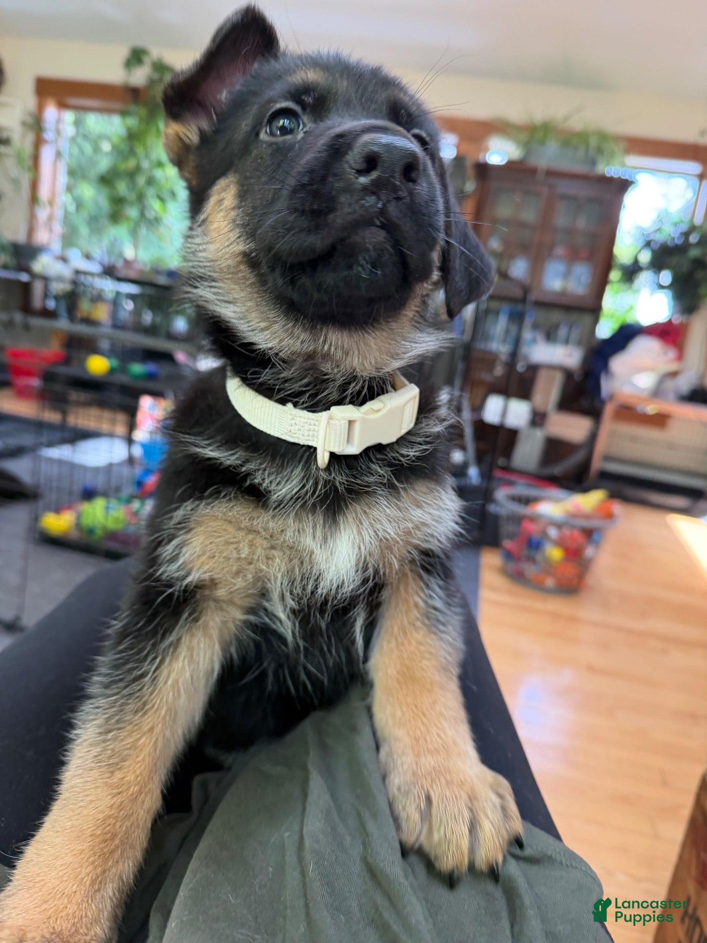 German Shepherd dogs White collar female  - Ad 19
