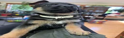 German Shepherd dogs for sale: White collar female  - Ad 1