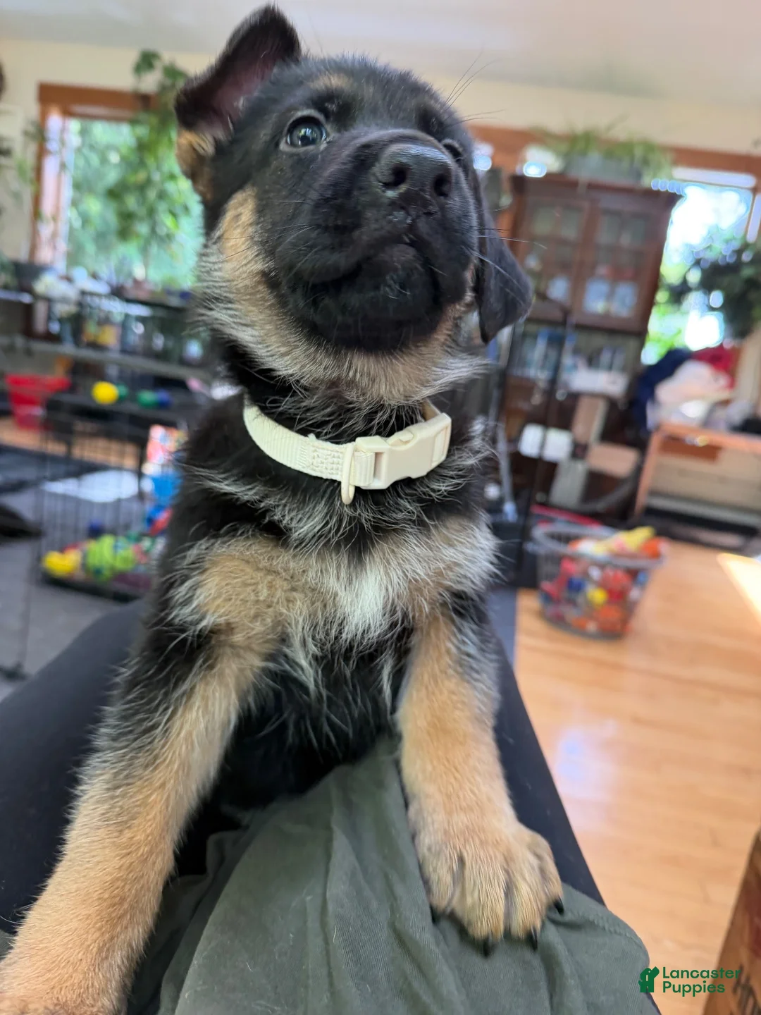 German Shepherd dogs for sale: White collar female  - Ad 1