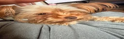 Yorkshire Terrier dogs for sale: Butter - Ad 3