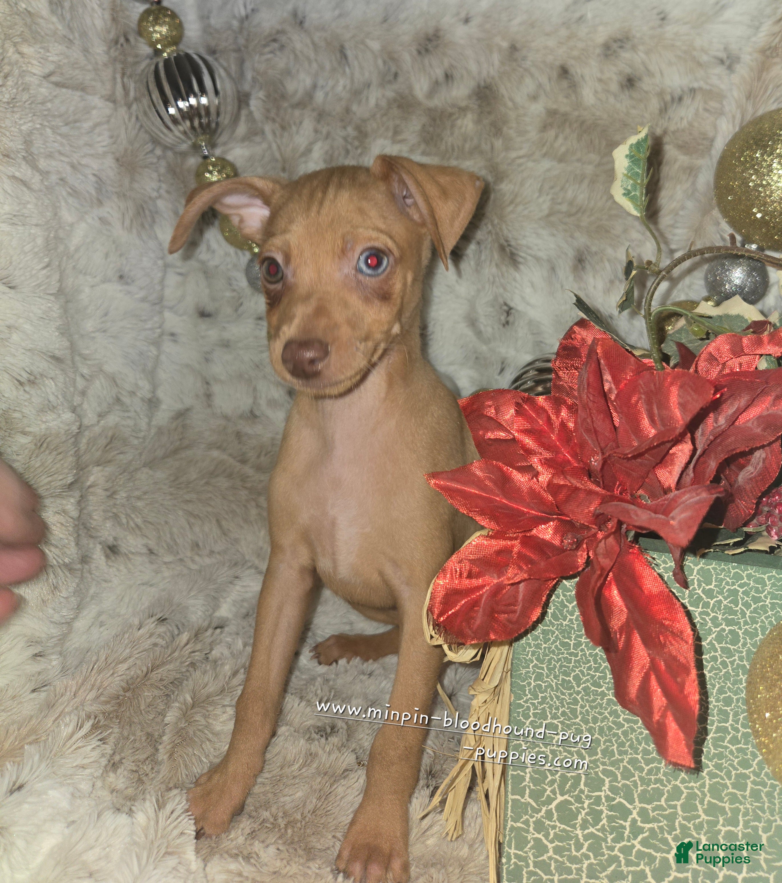 Miniature Pinscher dogs Dylan, stag chocolate merle - Ad 5