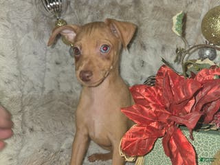 Miniature Pinscher dogs Dylan, stag chocolate merle - Ad 3