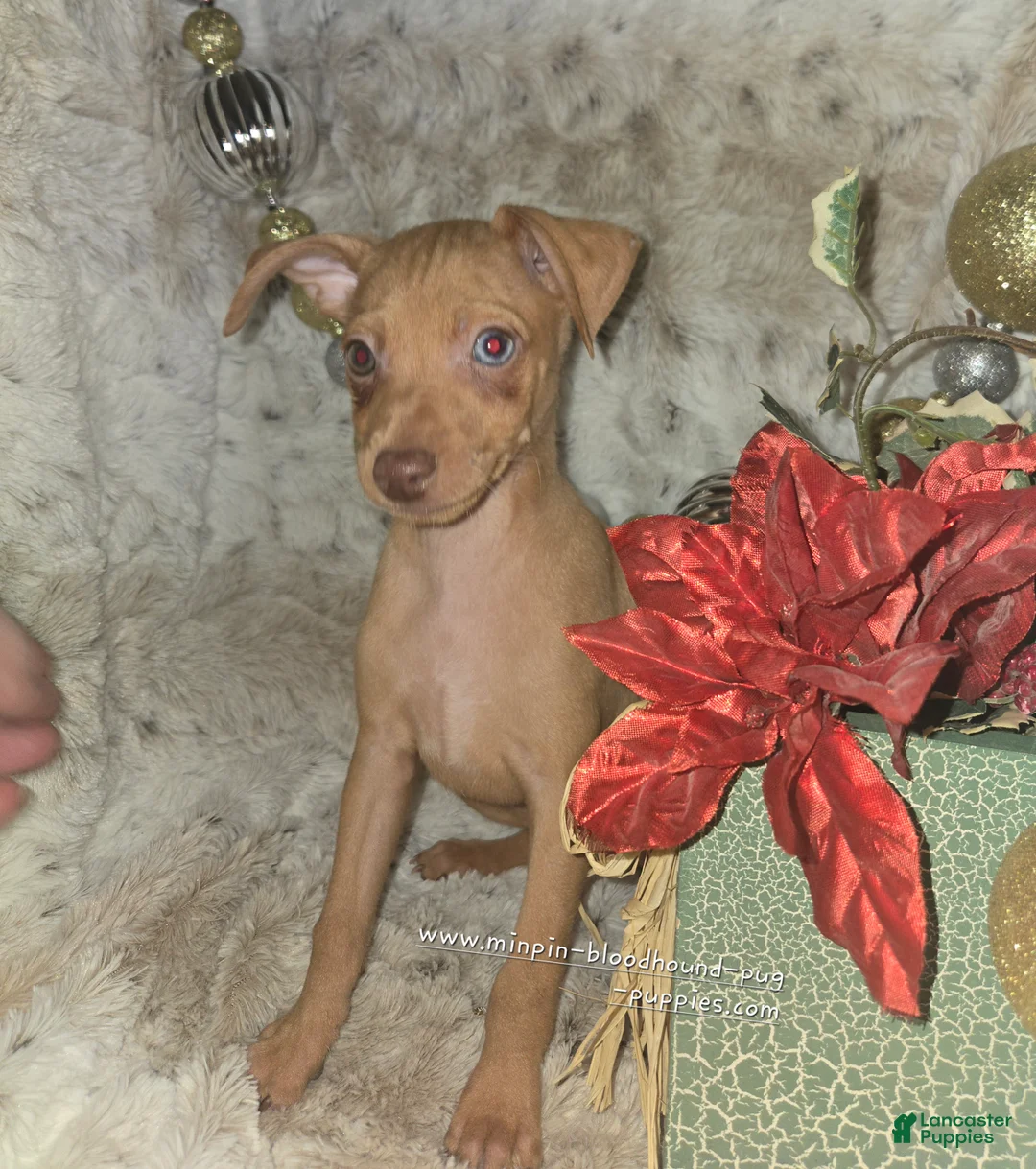 Miniature Pinscher dogs for sale: Dylan, stag chocolate merle - Ad 1