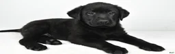 Labrador Retriever dogs for sale: Roscoe - Ad 2