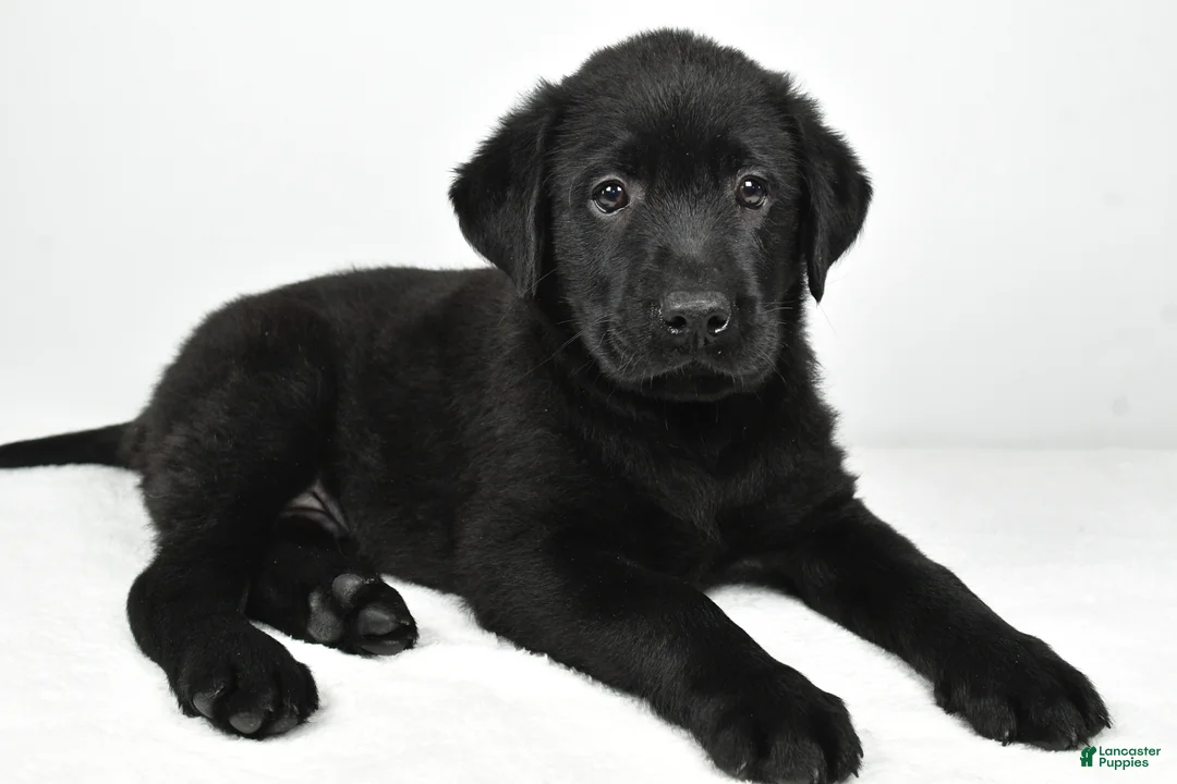 Labrador Retriever dogs for sale: Roscoe - Ad 2