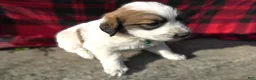 Great Pyrenees dogs for sale: Great Pyrenees Puppy 3 Oscar - Ad 2