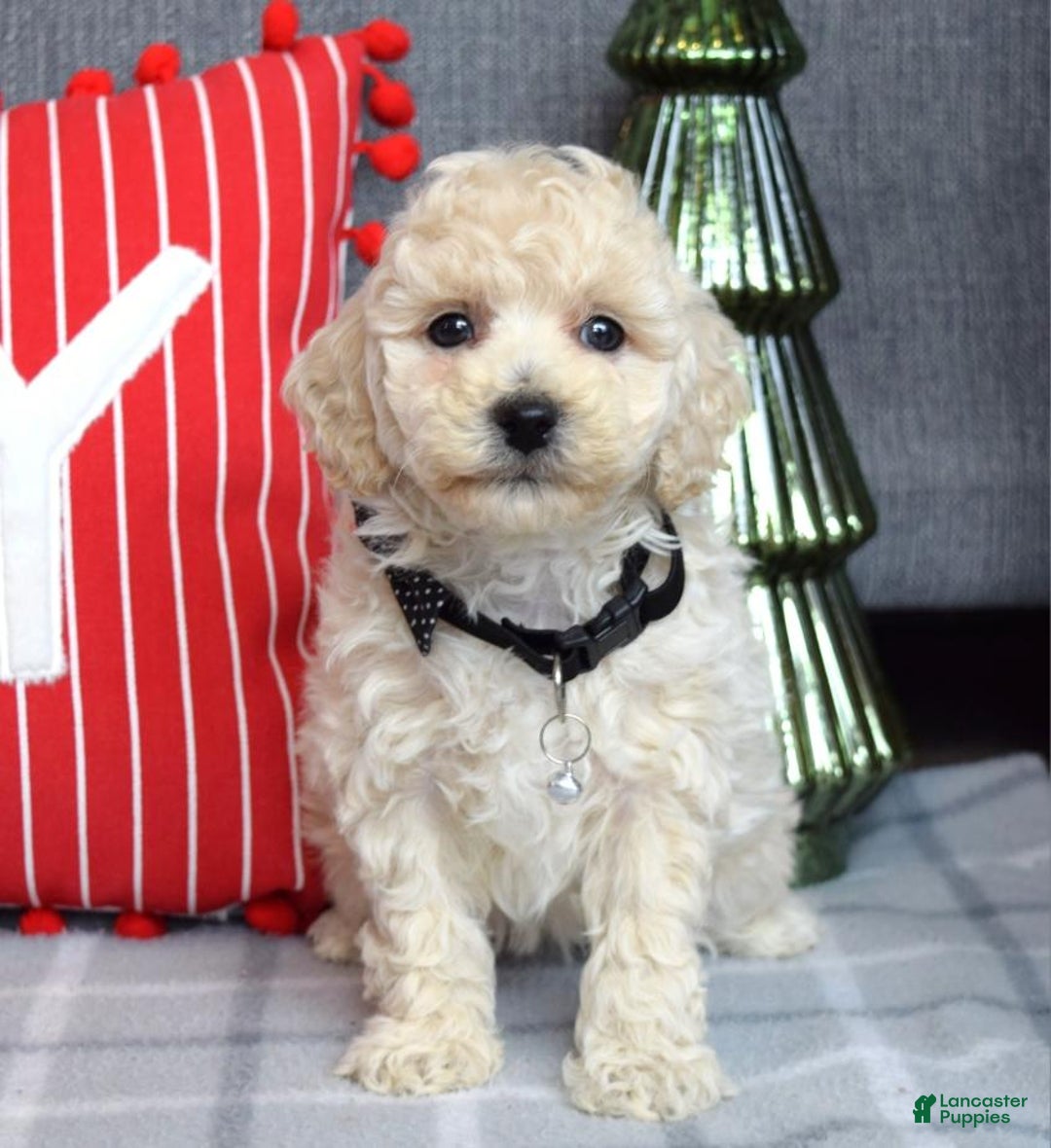 Miniature Poodle dogs for sale: Felix - Ad 1