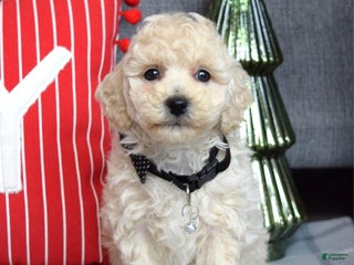 Miniature Poodle dogs Felix - Ad 37