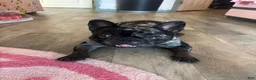 French Bulldog dogs for stud: Diesel - Ad 3