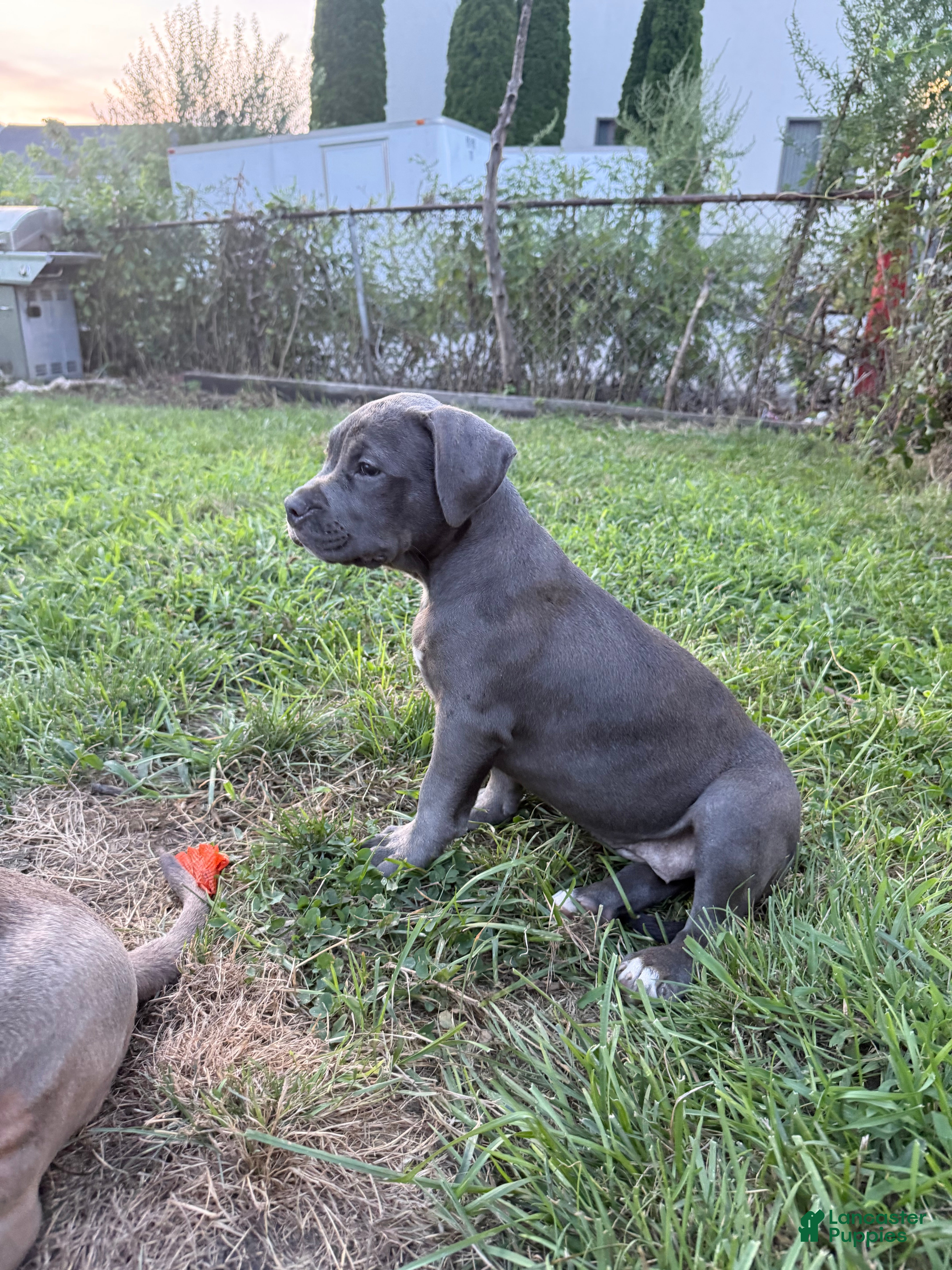 American Bully dogs Buttercup - Ad 21