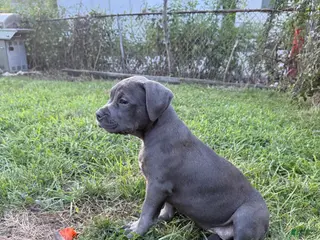American Bully dogs Buttercup - Ad 21