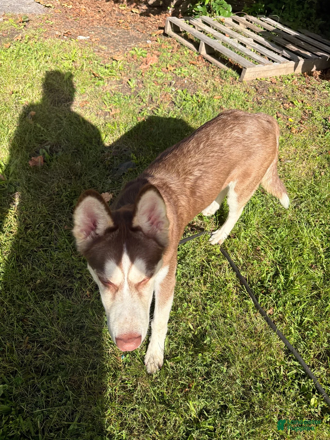 Siberian Husky dogs for sale: Siberian Husky 2 - Ad 2