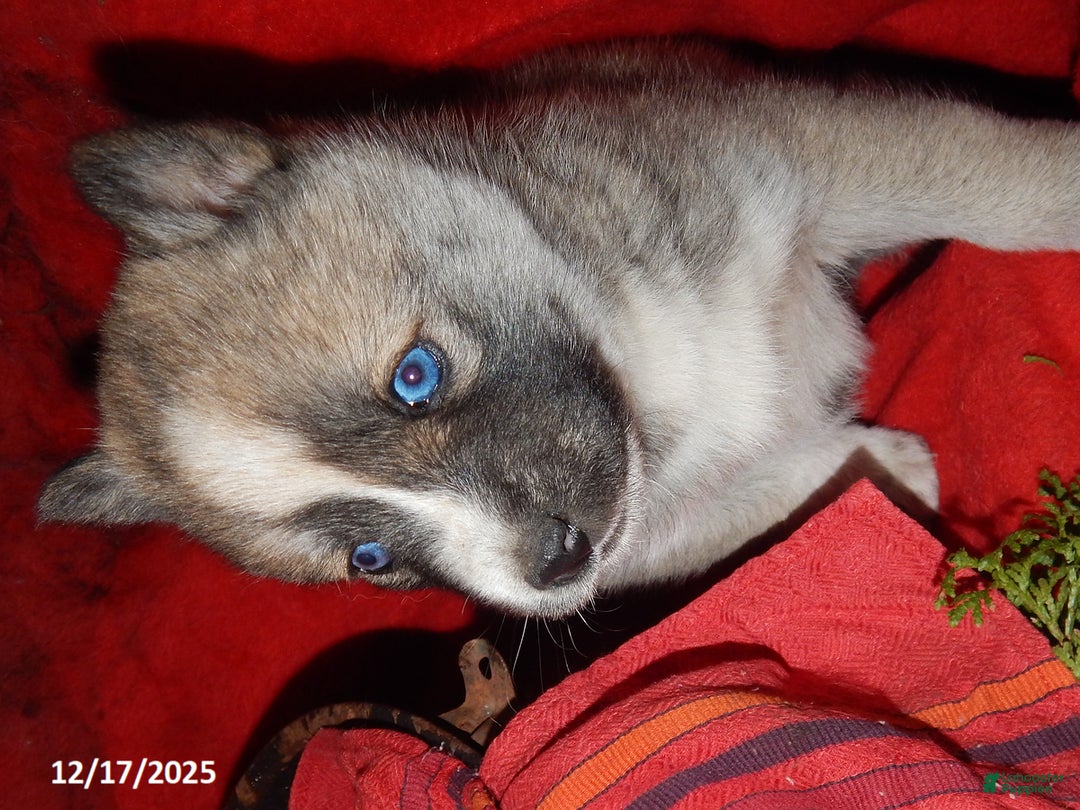 Pomsky dogs for sale: Ava  - Ad 4