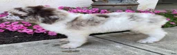 Standard Poodle dogs for sale: Toby- genetic clear - Ad 3