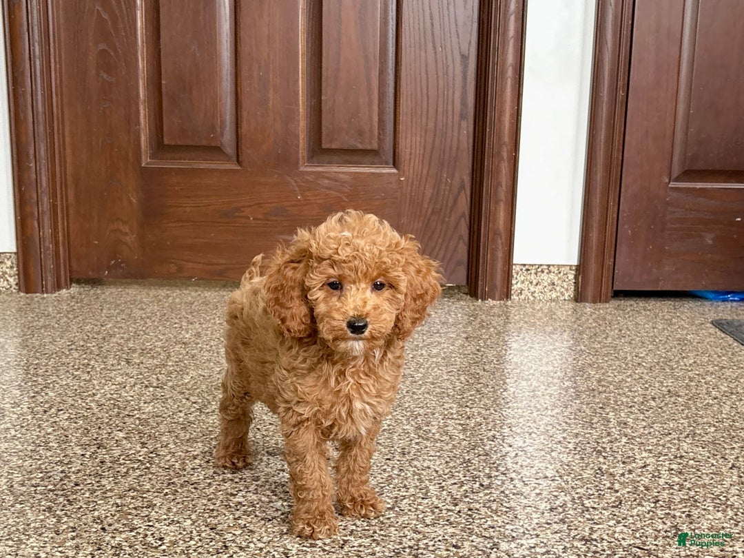 Cockapoo dogs for sale: Sara - Ad 1