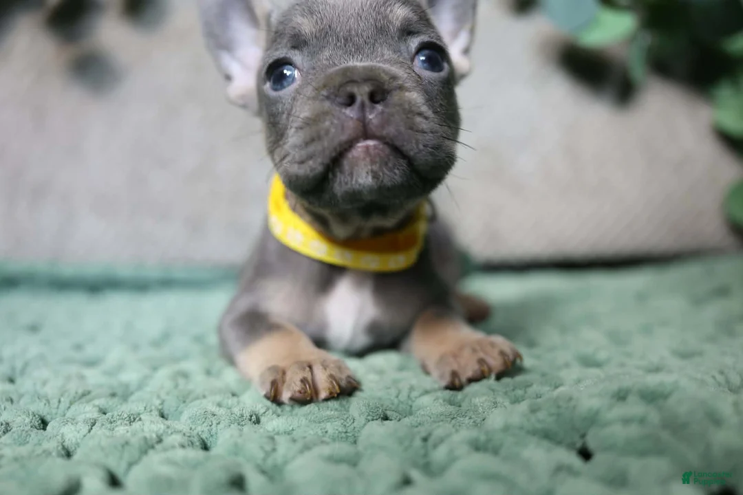 French Bulldog dogs for sale: Mr. Man  - Ad 2