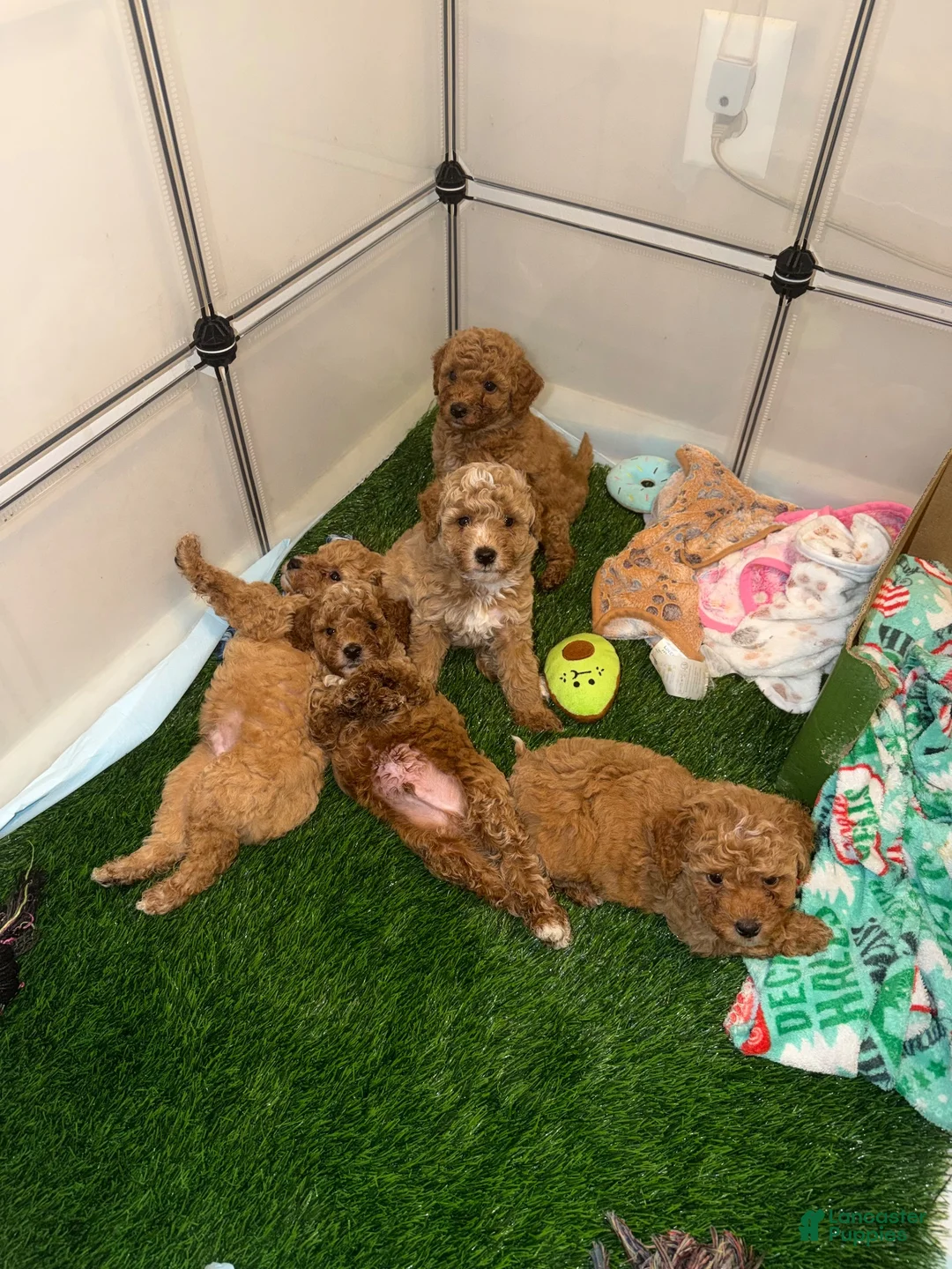 Mini Goldendoodle dogs for sale: Toby - Ad 2