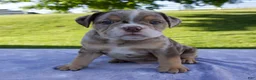 Beabull dogs for sale: Silas - Ad 1