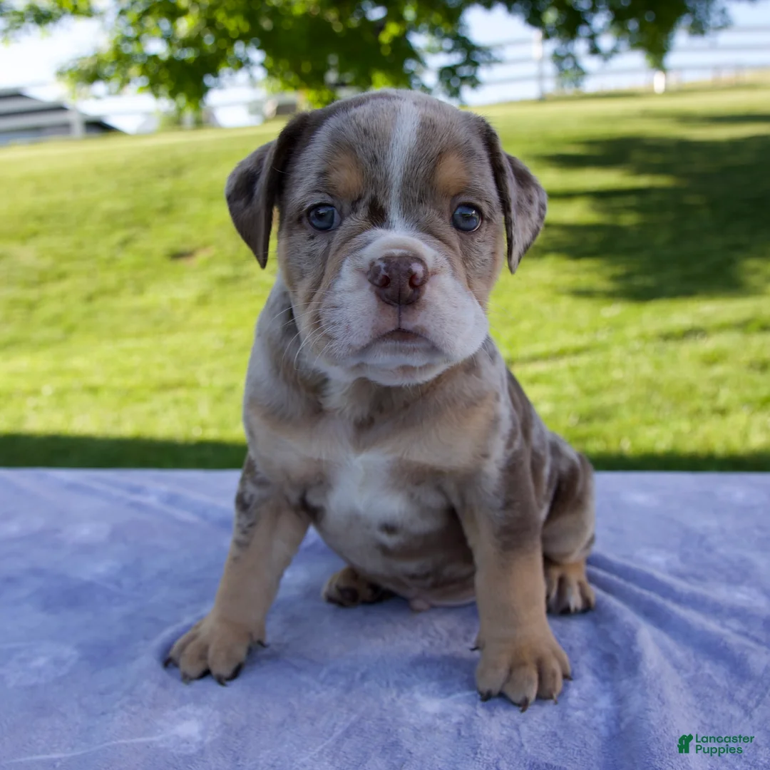 Beabull dogs for sale: Silas - Ad 1