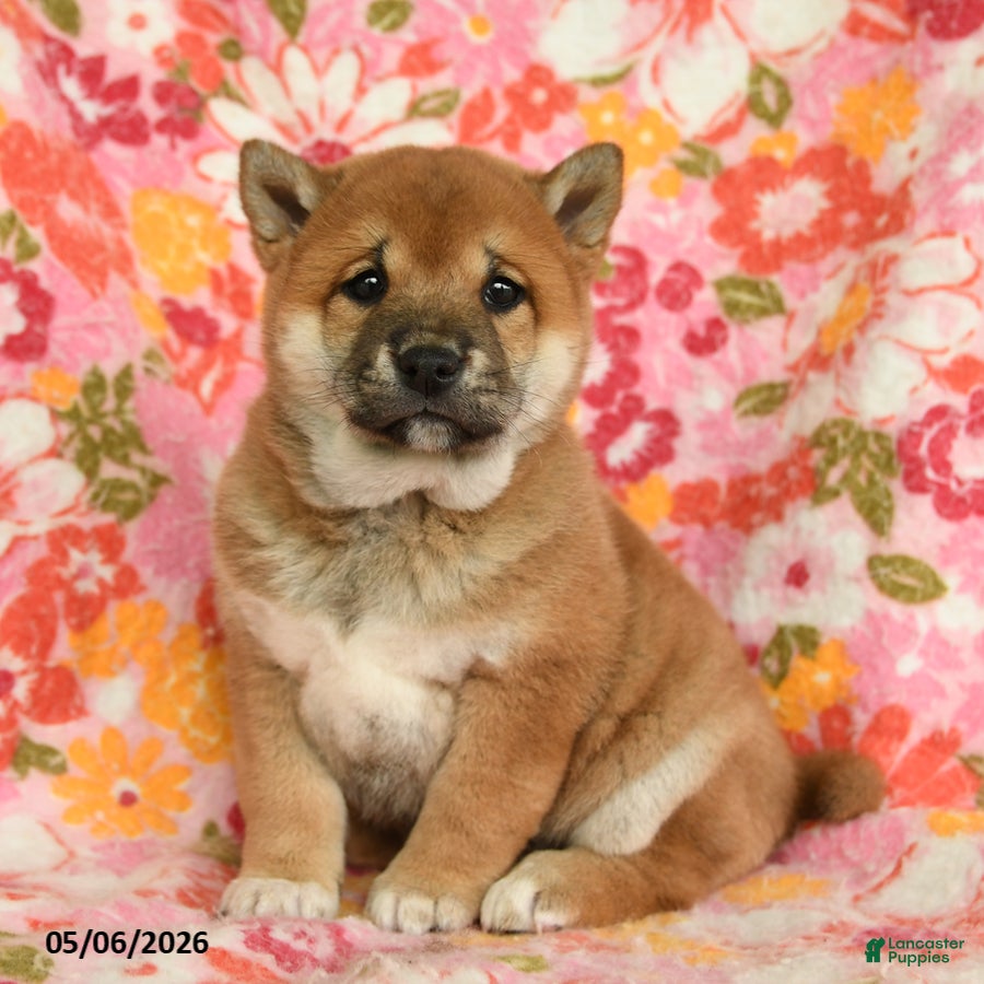 Shiba Inu dogs Sunflower - Ad 1