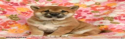 Shiba Inu dogs for sale: Sunflower - Ad 1