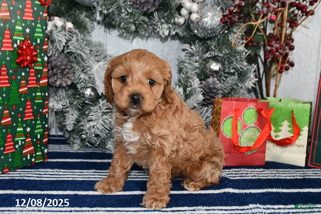 Cockapoo dogs for sale: Dakota - Ad 4
