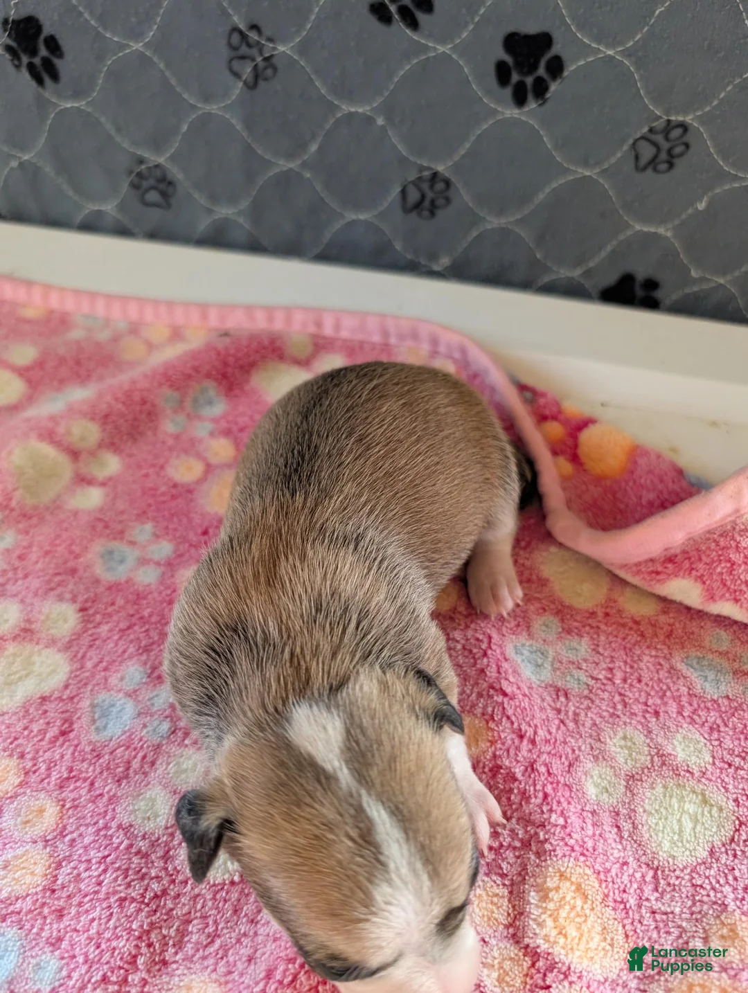 Chihuahua dogs for sale: Elliot - Ad 2