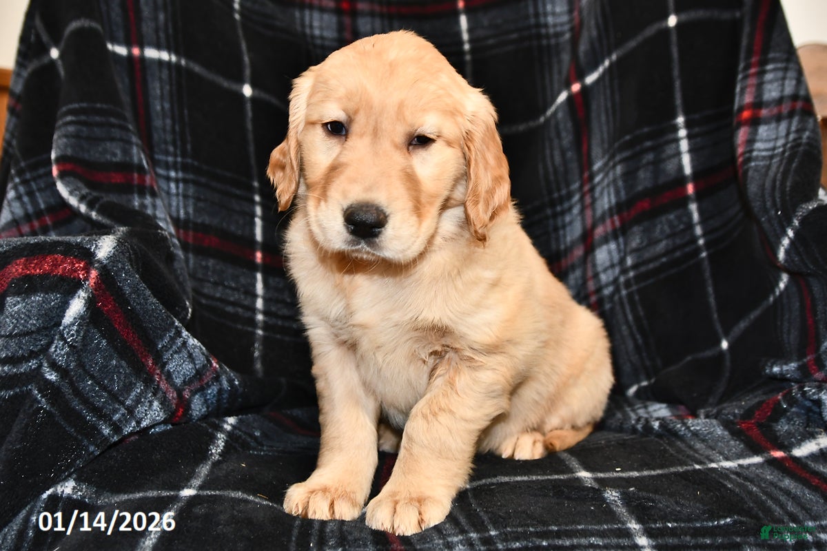 Golden Retriever dogs Tessie - Ad 2