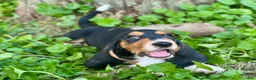 Basset Hound dogs for sale: Avery  - Ad 9