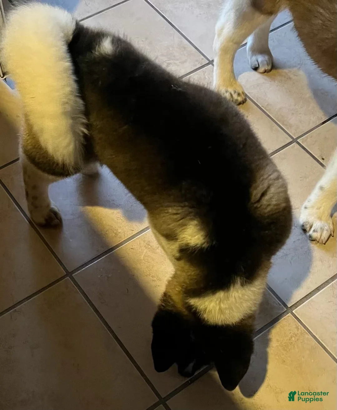 Akita dogs for sale: Rocky - Ad 2