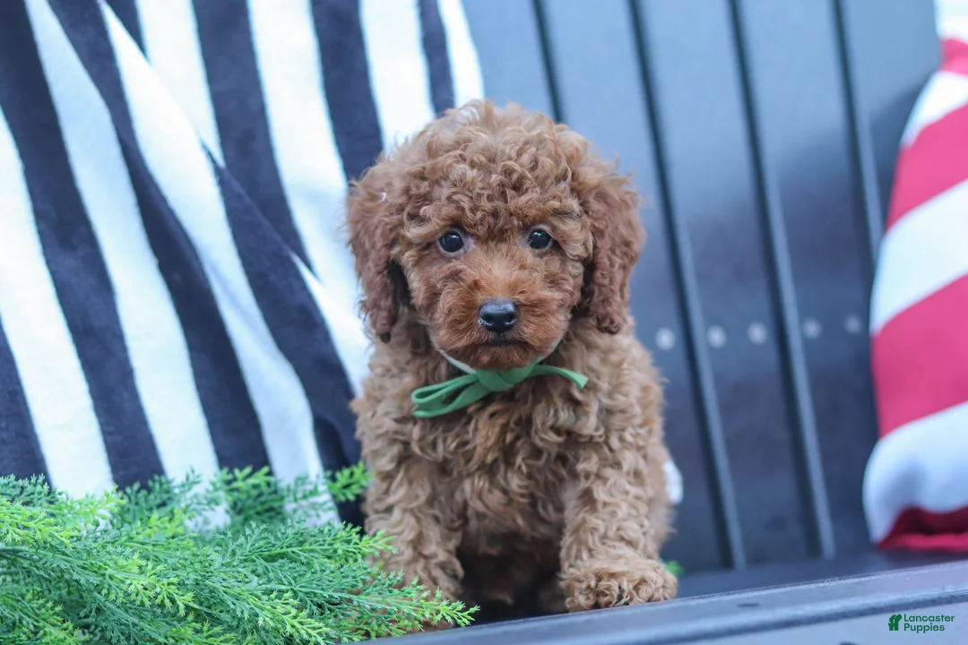 Miniature Poodle dogs for sale: Adam - Ad 2