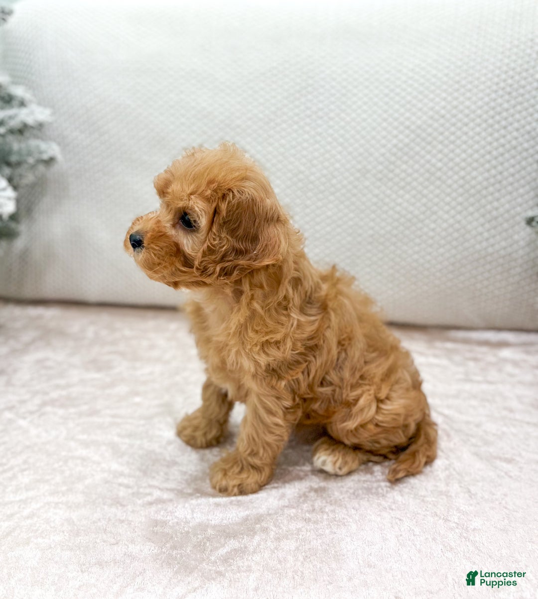 Cavapoo dogs for sale: Oakley - Ad 4