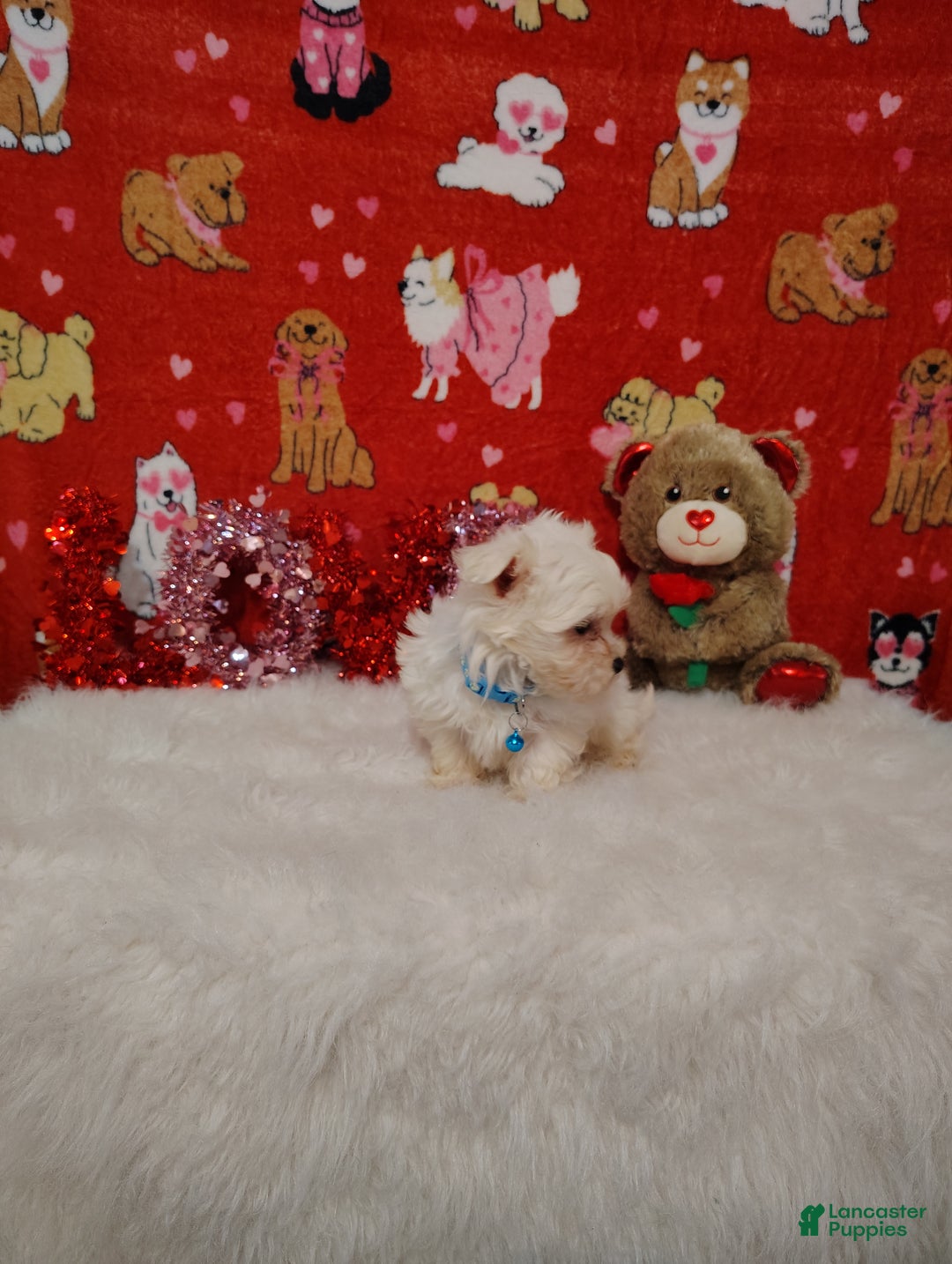 Maltese dogs for sale: Liam - Blue - Ad 6