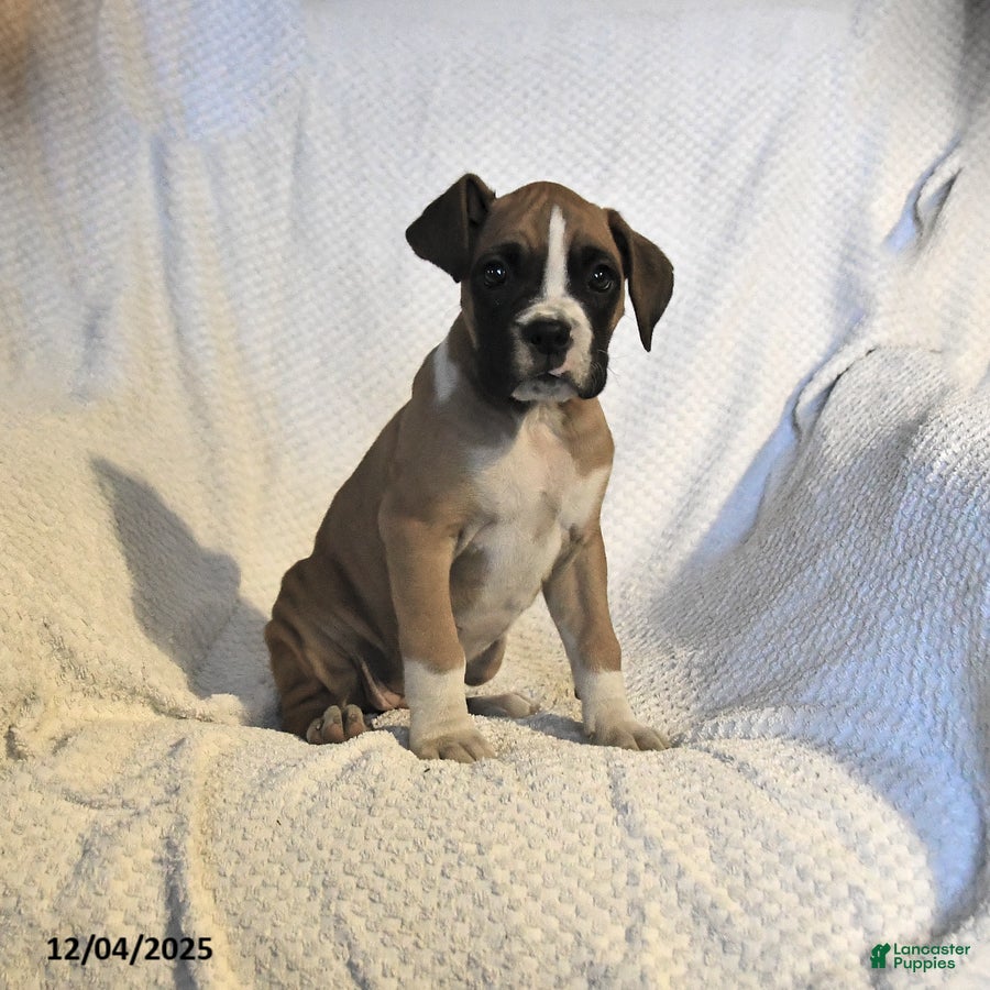 Boxer dogs Holly - Ad 7