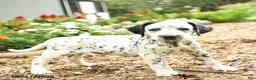 Dalmatian dogs for sale: Olive  - Ad 3
