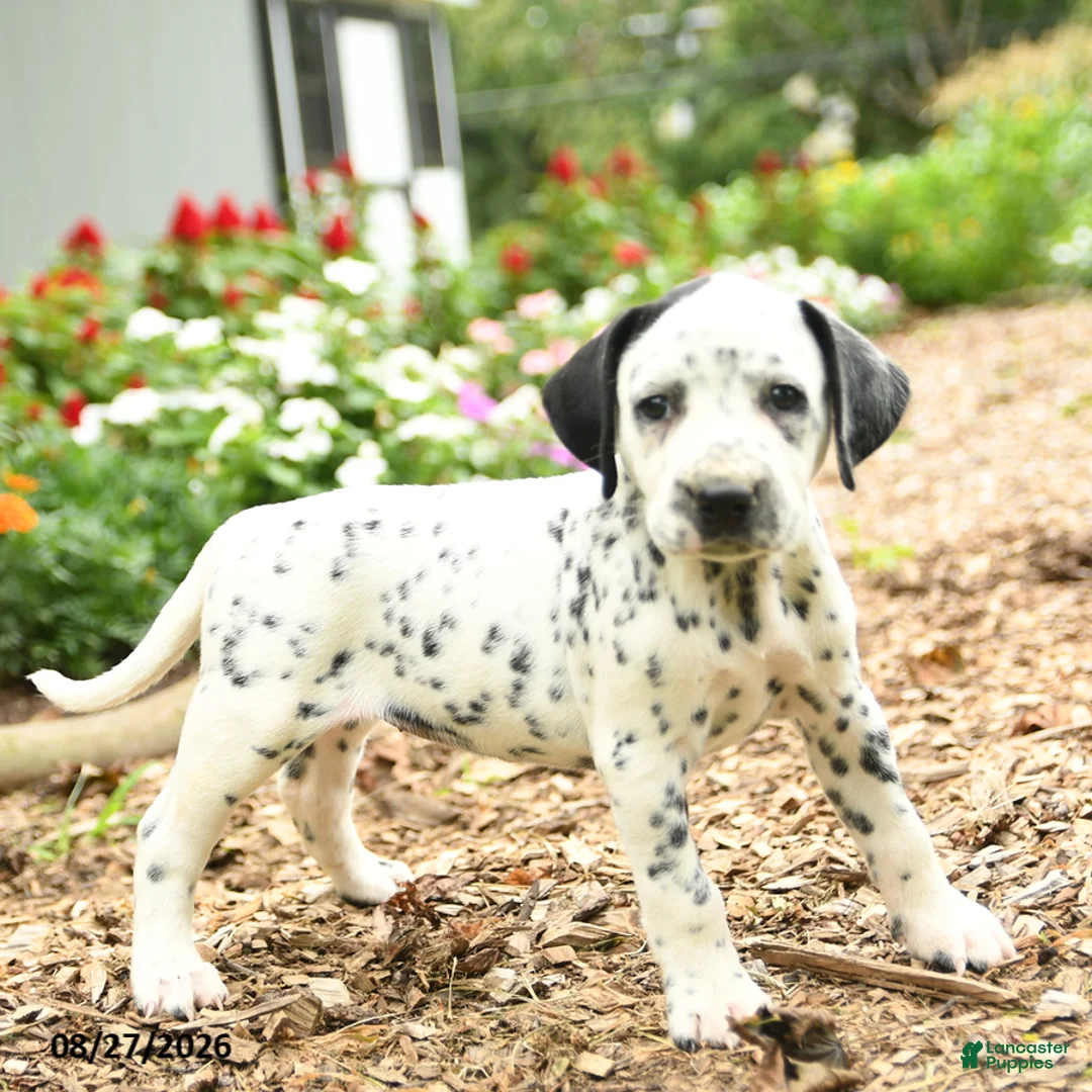Dalmatian dogs for sale: Olive  - Ad 3